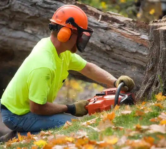 tree services Douglass Hills